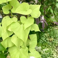 イポメア,つる性植物,つる性,ライム色の画像