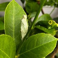 レモン,アゲハ蝶,アゲハ蝶のサナギの画像
