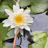 温帯スイレン,温帯スイレン,チーム愛知,おうち園芸の画像