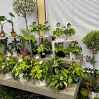 観葉植物,園芸店,ミニ観葉,お買い得品,トマト園芸の画像