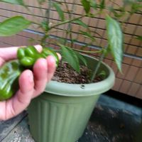ピーマン,ガーデニング,食べた種,料理,リボベジの画像
