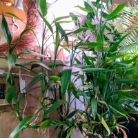 ミリオンバンブー,ドラセナ・サンデリアーナ,ラッキーバンブー,富貴竹,観葉植物の画像