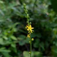 ミズヒキ,ゲンノショウコ,キンミズヒキ,バイカモ,たじま高原植物園の画像