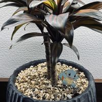 コルジリネ,コルジリネの画像