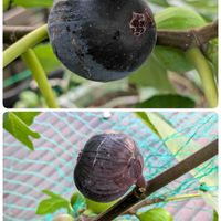 ツルムラサキ,イチジク,サツマイモ,ジャガイモ、ナスの画像
