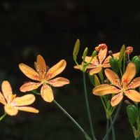 シダ,ヒオウギ,ヒオウギ,ヒオウギ﹙桧扇﹚,クロヒカゲの画像