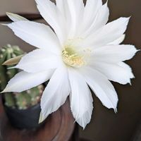 コキア,王冠短毛丸,アストロフィツム　ランポー玉,サボテンの花,お散歩の途中の画像