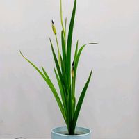 カキツバタ,燕子花,杜若,切り花,華道の画像