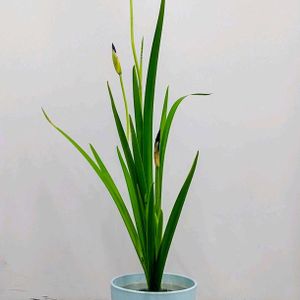 カキツバタ,燕子花,杜若,切り花,華道の画像