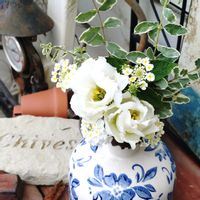 トルコキキョウ,可愛い,庭の花,癒し,花のある暮らしの画像