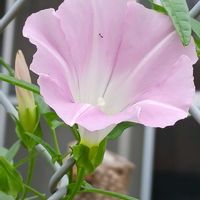 ヒルガオ,帰り道,GSに感謝。,❤️いいね、ありがとう,見て頂き有り難うの画像