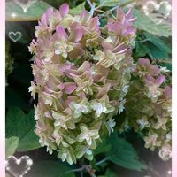 カシワバアジサイ,諏訪湖,はちみつの日,月曜日を爽やかに,チーム・ブルーお祝いpicの画像