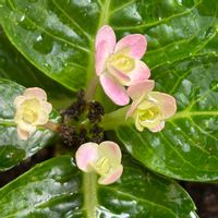 レウィシア,紫陽花,桔梗,ベランダの画像