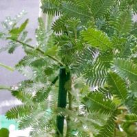 シソ,ミモザ,観葉植物,ピンク色の花,ナデシコ♪の画像