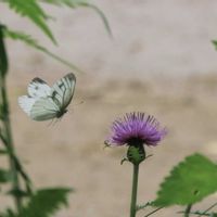 アザミ,アザミ,アザミ,アザミ,セセリ蝶の画像