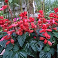 サルビア,サルビア,サルビア,花のある暮らし,我が家のお花の画像