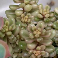 レッドベリー錦,アイスラブリーローズ錦,多肉植物,葉挿し,多肉寄せ植えの画像