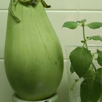 ナス,ミント,青ナス,キッチンの画像