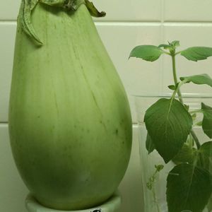 ナス,ミント,青ナス,キッチンの画像