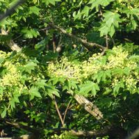 アガパンサス,カクレミノ,ハリギリの画像