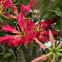 グロリオサ,グロリオサ,グロリオサ・ロイヤル,イヌサフラン科,インパクトあるお花の画像