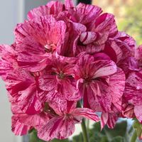 ゼラニウム,ゼラニウム,散歩,ピンクの花,花散歩の画像