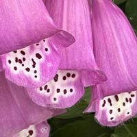ジギタリス,ピンクの花,今日も元気で,今日も笑顔で♡,ピンクワールドへ ようこその画像