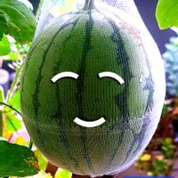 スイカ,マダーボール,小玉スイカ,自家製野菜,空中栽培の画像