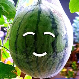 スイカ,マダーボール,小玉スイカ,自家製野菜,空中栽培の画像