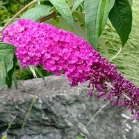 ブッドレア,かわいい,可愛い,癒し,今日の一枚の画像