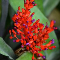 サンゴアナナス,サンゴアナナス,真っ赤,着生植物,咲くやこの花館の画像