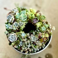 ドドランタリス,ジョイスタロック,多肉植物,多肉植物寄せ植え,リースの画像