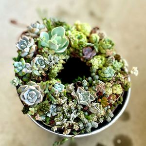 ドドランタリス,ジョイスタロック,多肉植物,多肉植物寄せ植え,リースの画像