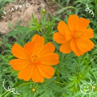 カサブランカ,ニチニチソウ,ベゴニア,モンステラ,キバナコスモスの画像