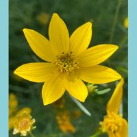 枝豆,イトバハルシャギク,花のある暮らし,お花大好き♡,がんに負けるな！の画像