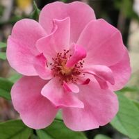 アンジェラ,つるバラ,ばら バラ 薔薇の画像