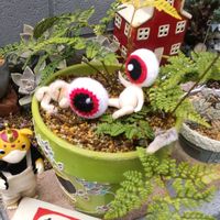 ルビーネックレス,トキワシノブ,マンゴー,メロカクタス,チェリーボンボンの画像
