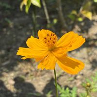 キク,ヒペリカム,ベゴニア,日々草,黄花コスモスの画像