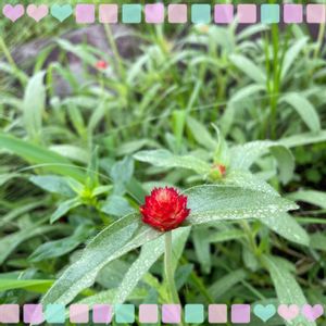 センニチコウ,ミニトマト,金魚草,小玉スイカ,夏野菜の画像