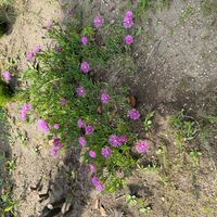 マツバギクの画像