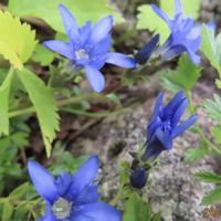 タカネグンナイフウロ,トリカブト,ミソガワソウ,ミヤマリンドウ,ヨツバシオガマの画像