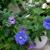アメリカンブルー,トレニア カタリーナ ブルーリバー,青い花,スーパートレニアの画像