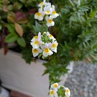 ネメシアの画像