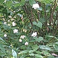 レンゲショウマ,レンゲショウマ,レンゲショウマ,レンゲショウマ(蓮華升麻),レンゲショウマ(蓮華升麻)の画像