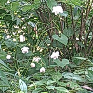 レンゲショウマ,レンゲショウマ,レンゲショウマ,レンゲショウマ(蓮華升麻),レンゲショウマ(蓮華升麻)の画像