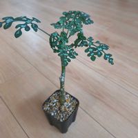 アデニア ペリエリ,アデニア ペリエリ,植え替え,スリット鉢,新葉の画像