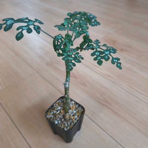 アデニア ペリエリ,アデニア ペリエリ,植え替え,スリット鉢,新葉の画像