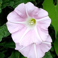 ヒルガオ,散歩の途中の画像