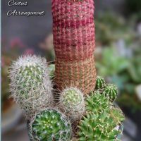 金盛丸,柱サボテン,紫太陽,多肉植物,育てやすい多肉植物の画像