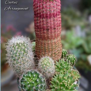 金盛丸,柱サボテン,紫太陽,多肉植物,育てやすい多肉植物の画像